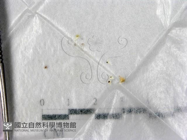 登錄號:F0005721藏品圖，第1張