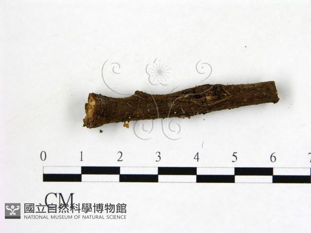 登錄號:F0015721藏品圖，第1張
