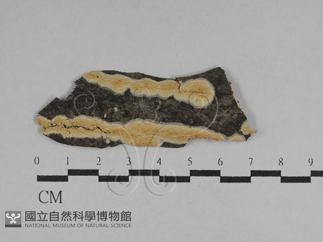 絲皮菌屬藏品圖，第1張