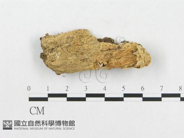 登錄號:F0009721藏品圖，第1張