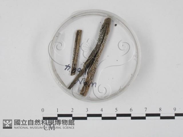 登錄號:F0019721藏品圖，第1張