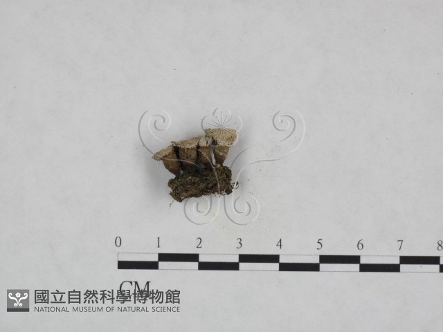 糞生黑蛋巢菌藏品圖，第1張