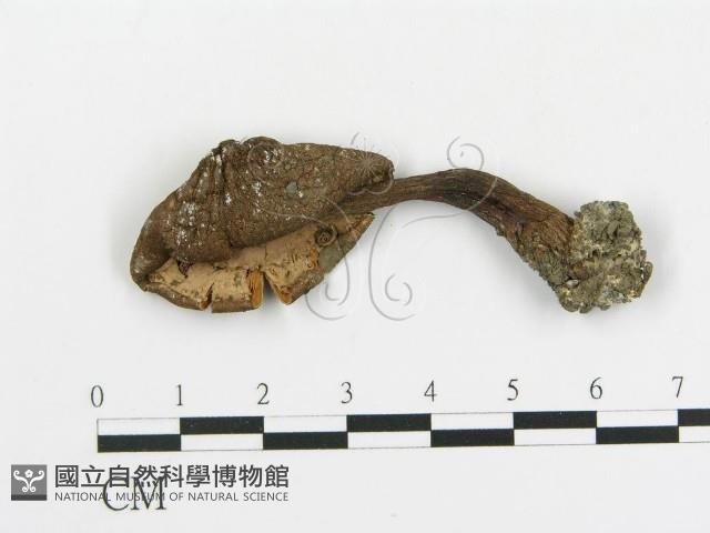 傘菌屬藏品圖，第1張