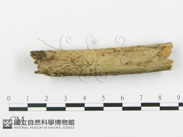 登錄號:F0013721藏品圖，第1張