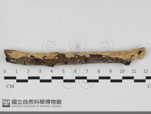 登錄號:F0033721藏品圖，第1張