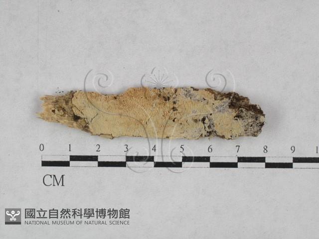 登錄號:F0028521藏品圖，第1張
