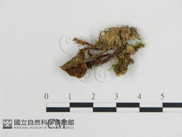 登錄號:F0008521藏品圖，第1張