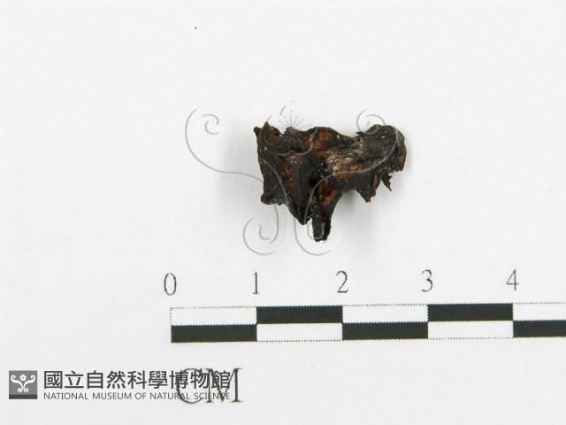 木耳屬藏品圖，第1張