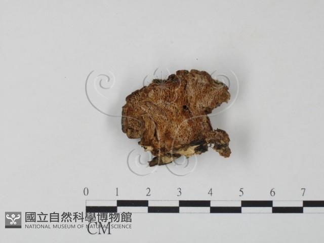 栓菌屬藏品圖，第1張