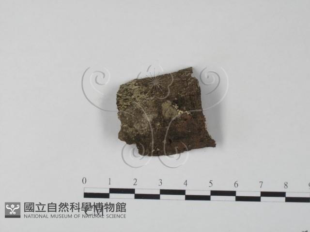 銀耳屬藏品圖，第1張