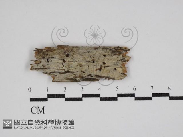 絲齒菌屬藏品圖，第1張