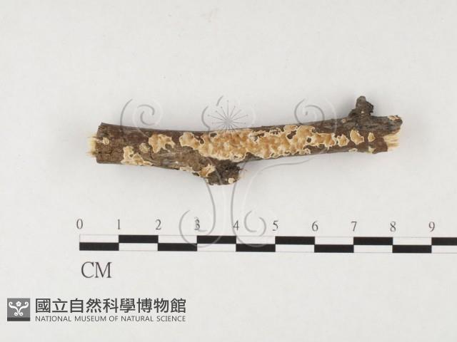 登錄號:F0026521藏品圖，第1張
