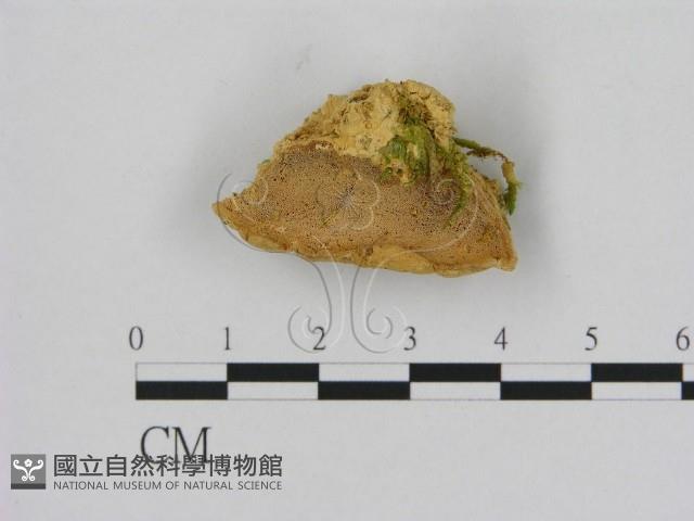 登錄號:F0006521藏品圖，第1張