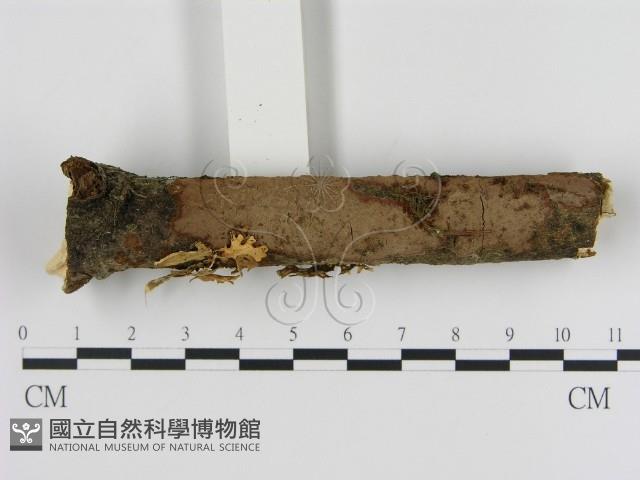 刺革菌屬藏品圖，第1張