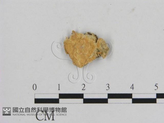 登錄號:F0011521藏品圖，第1張