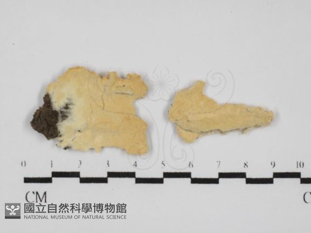 銳孔菌屬藏品圖，第1張