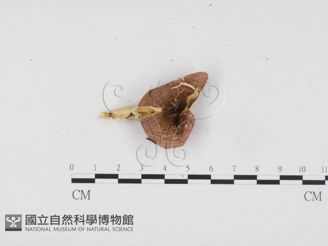 登錄號:F0024521藏品圖，第1張