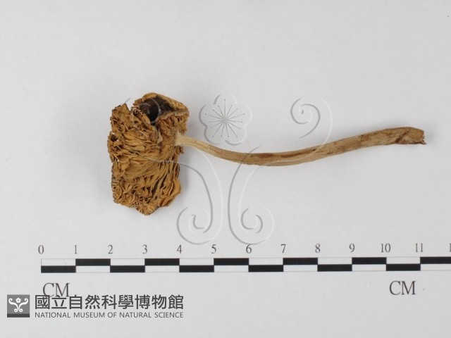 登錄號:F0014521藏品圖，第1張