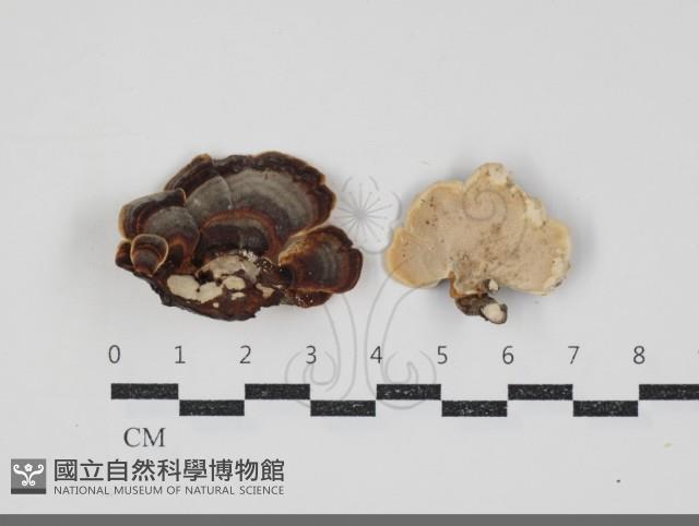 相鄰小孔菌藏品圖，第1張