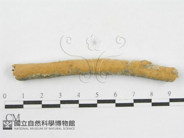 登錄號:F0002521藏品圖，第1張