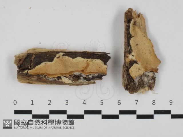 登錄號:F0032521藏品圖，第1張