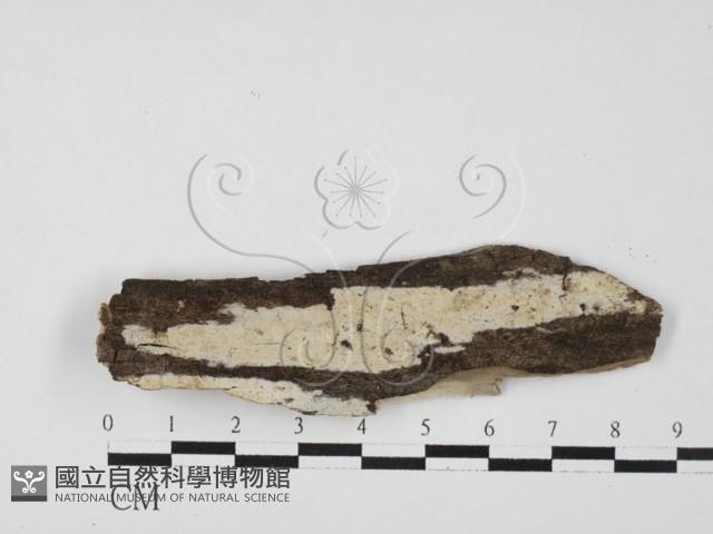 絲皮菌屬藏品圖，第1張