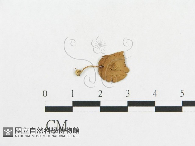 登錄號:F0007521藏品圖，第1張