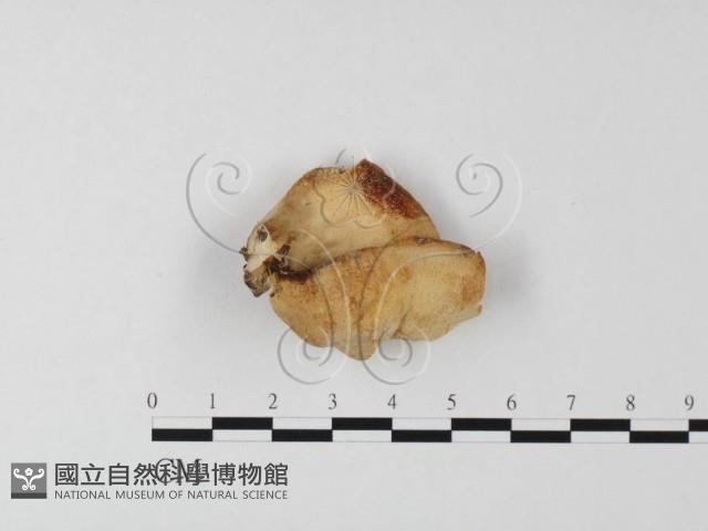 登錄號:F0025521藏品圖，第1張