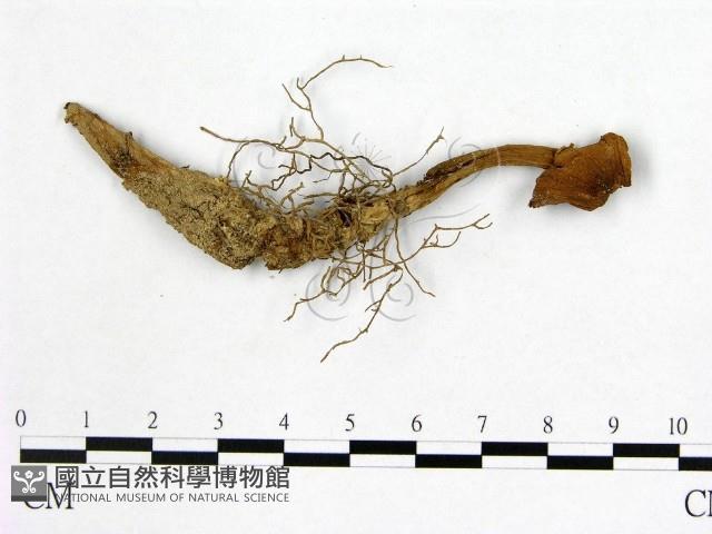 登錄號:F0005521藏品圖，第1張