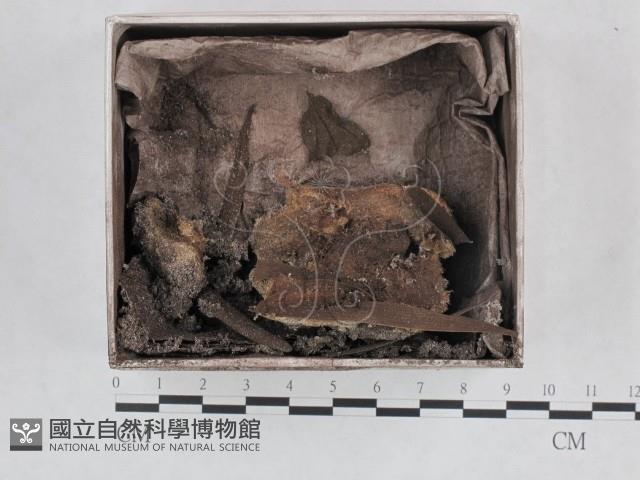 登錄號:F0015521藏品圖，第1張