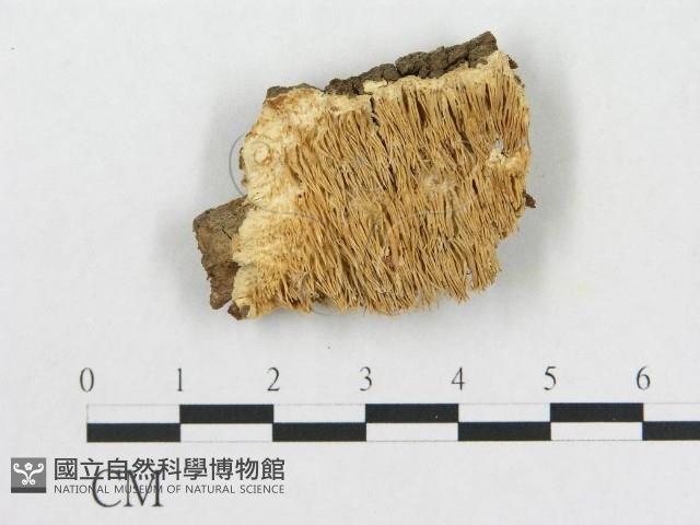 登錄號:F0009521藏品圖，第1張