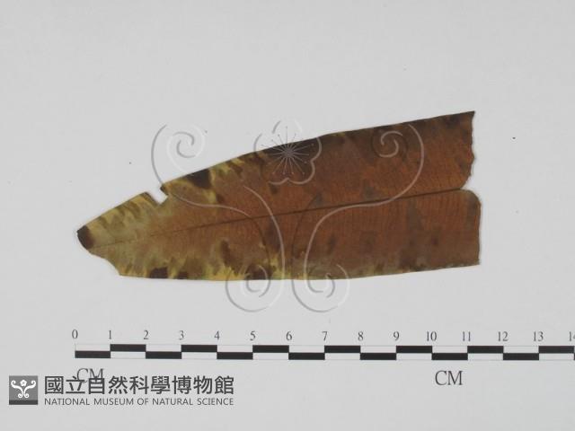 登錄號:F0019521藏品圖，第1張