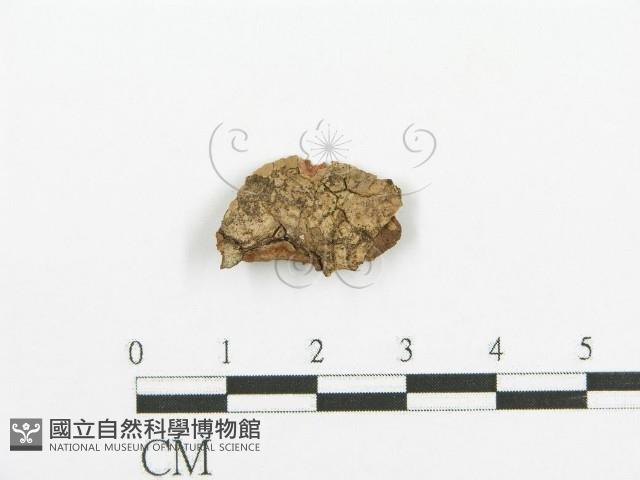 登錄號:F0013521藏品圖，第1張