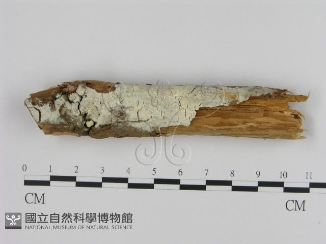 登錄號:F0000121藏品圖，第1張