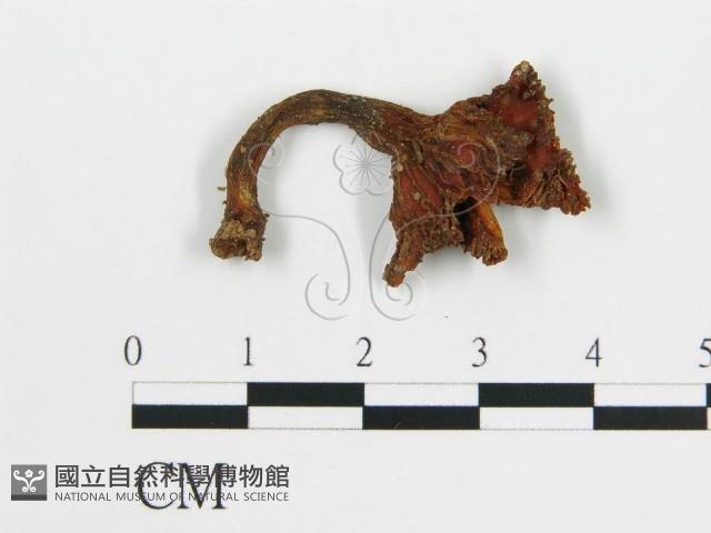 雞油菌屬藏品圖，第1張