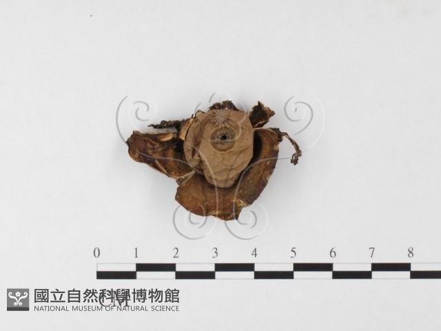 登錄號:F0026121藏品圖，第1張