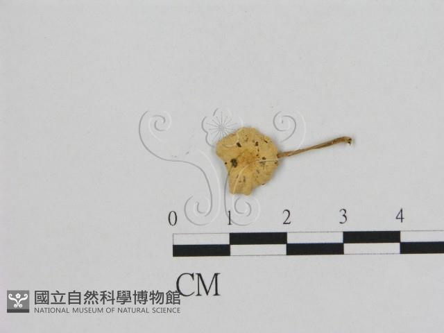 小皮傘屬藏品圖，第1張