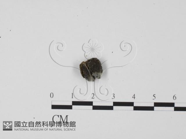 登錄號:F0001121藏品圖，第1張