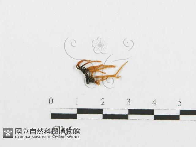 登錄號:F0011121藏品圖，第1張