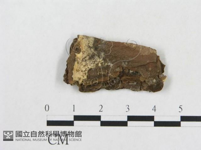 登錄號:F0014121藏品圖，第1張