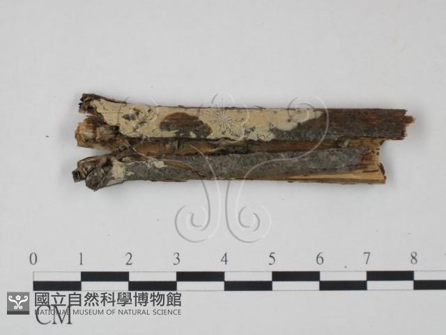 登錄號:F0022121藏品圖，第1張