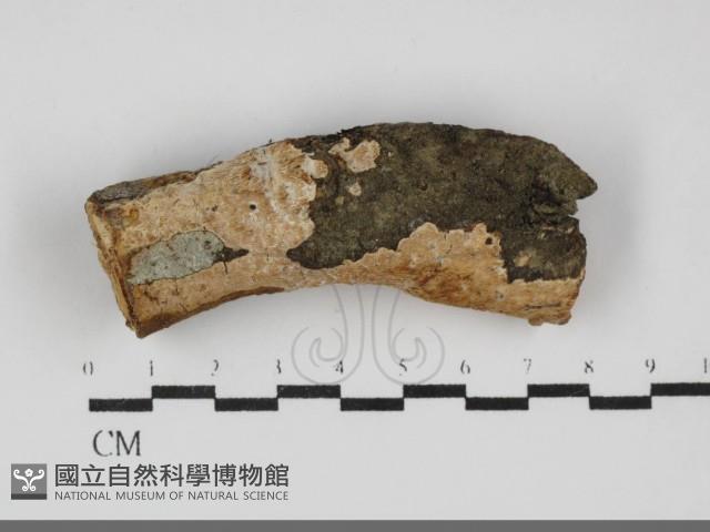 登錄號:F0032121藏品圖，第1張