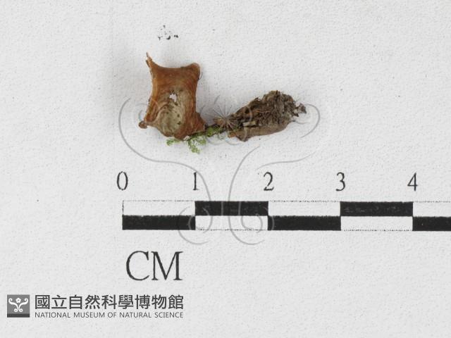 登錄號:F0027121藏品圖，第1張