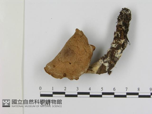 登錄號:F0017121藏品圖，第1張