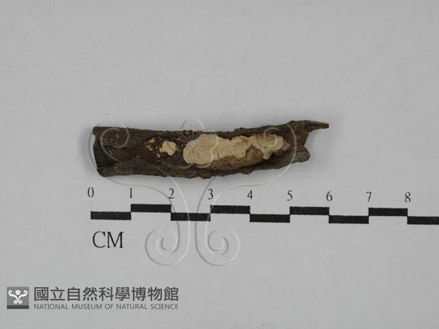 刺皮菌屬藏品圖，第1張