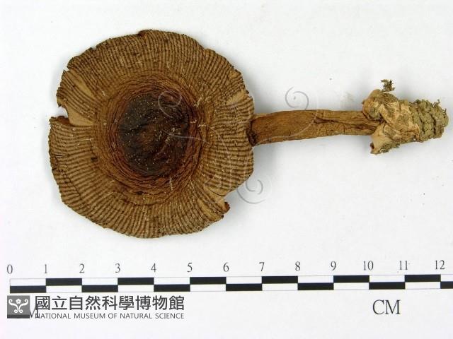 登錄號:F0023121藏品圖，第1張