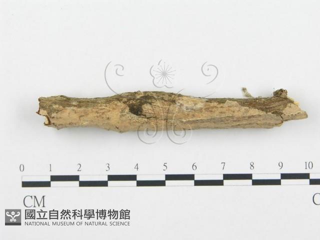 登錄號:F0003121藏品圖，第1張