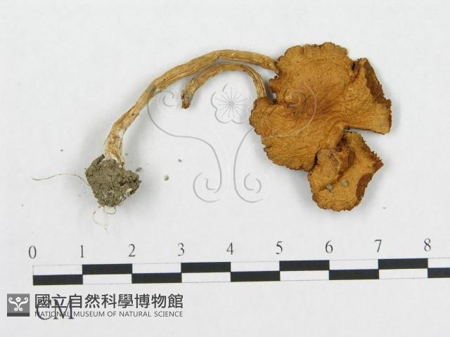 登錄號:F0013121藏品圖，第1張