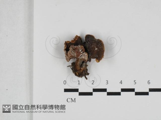 乳菇屬藏品圖，第1張