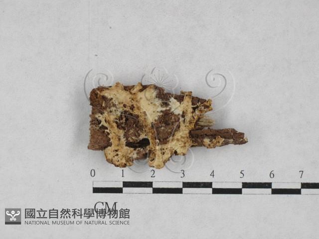 登錄號:F0028021藏品圖，第1張